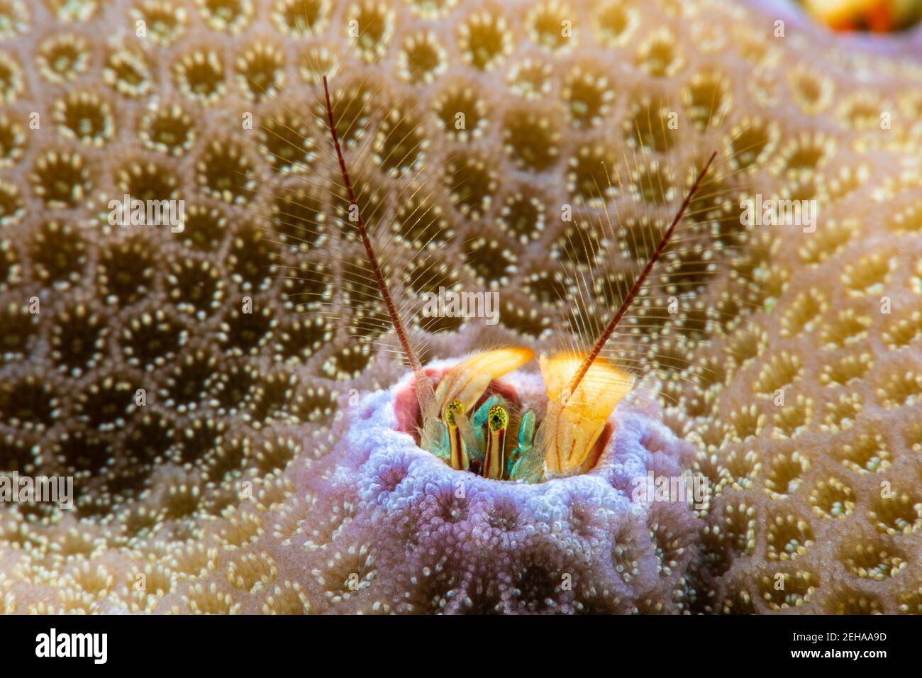 Esta especie de cangrejo ermitaño de coral, Paguritta vittata, vive en un agujero en el coral duro y trampas que pasan plancton en su antenae de plumas, Yap, federado Foto de stock