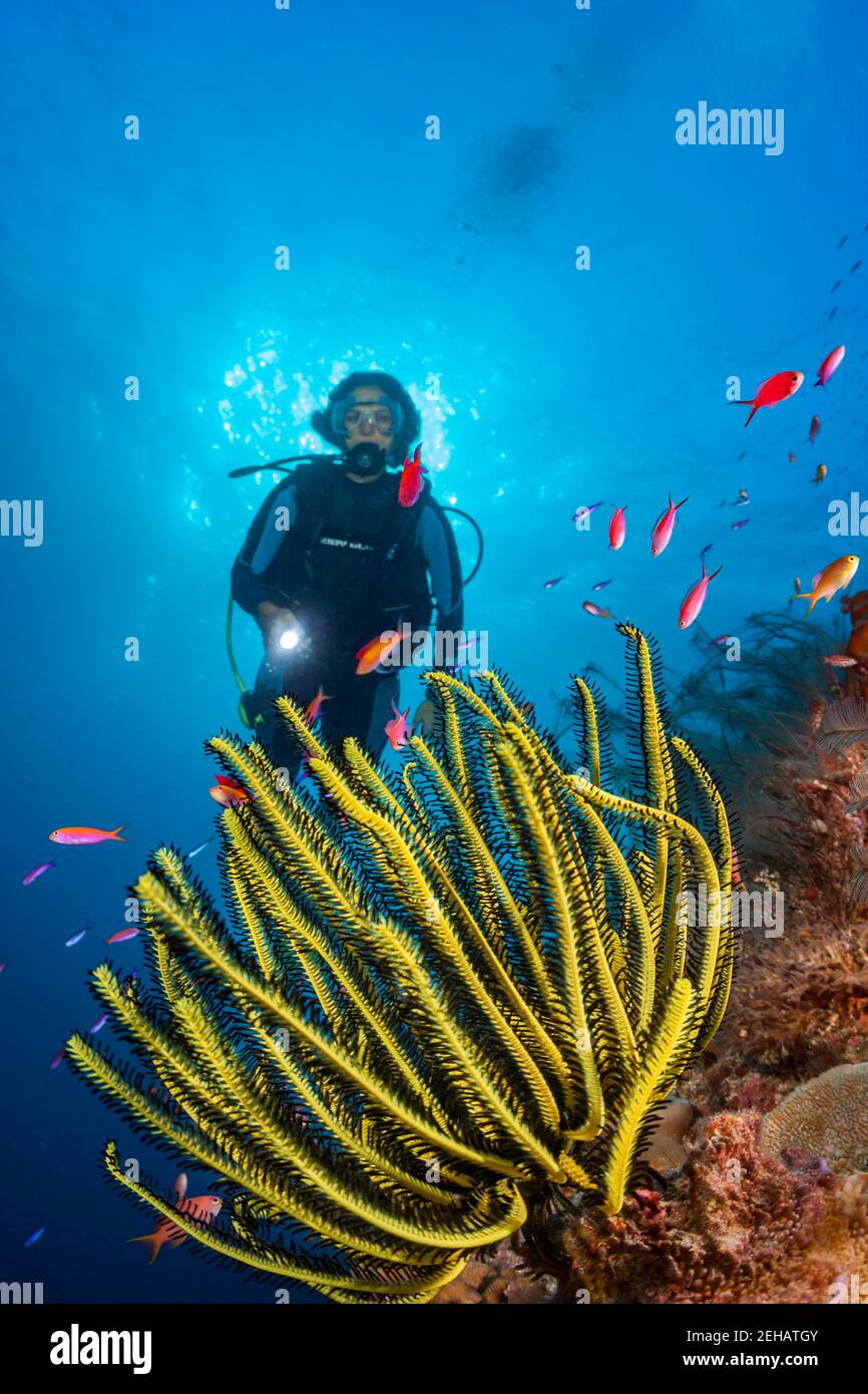 Un buzo (MR) y la estrella Feather de Bennett, Oxycomanthus bennetti, Raja Ampat, Indonesia. Foto de stock