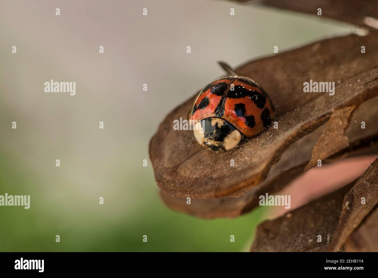 Ladybird , ladybug , encaramado en un pino Foto de stock
