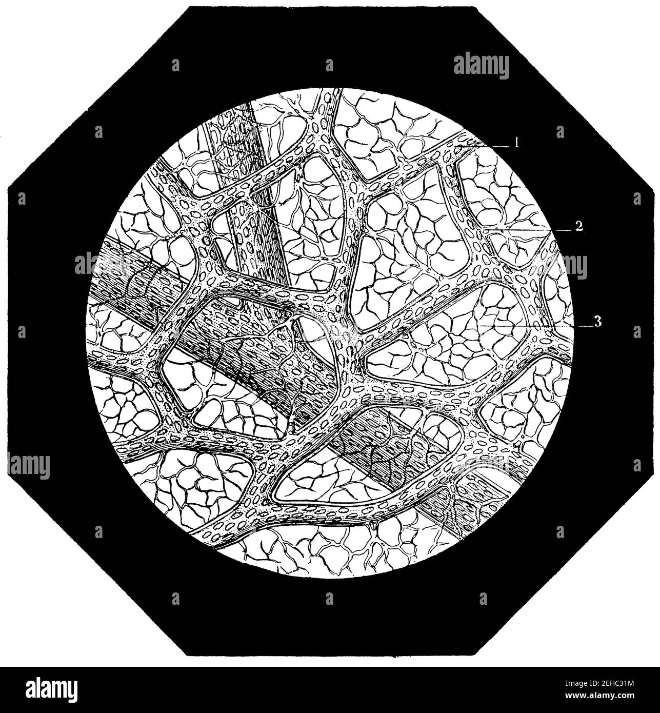 Capilar sanguíneo microscopio fotografías e imágenes de alta resolución -  Alamy