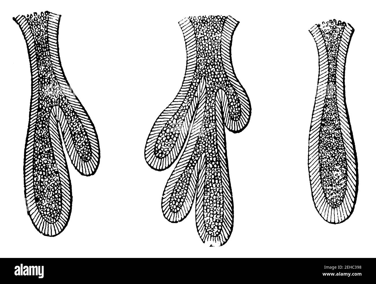 Tres glándulas intestinales aisladas (epitelio intestinal). Ilustración del siglo 19. Alemania. Fondo blanco. Foto de stock
