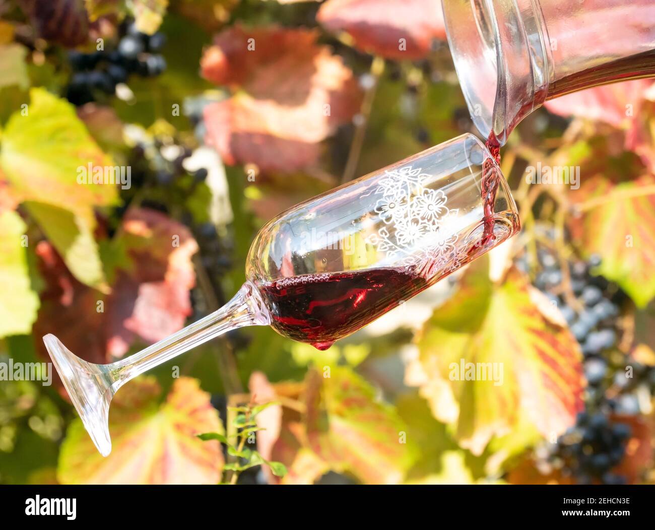 Verter el vino tinto de la jarra en un vaso que cae, sobre el fondo de un  viñedo con uvas Fotografía de stock - Alamy