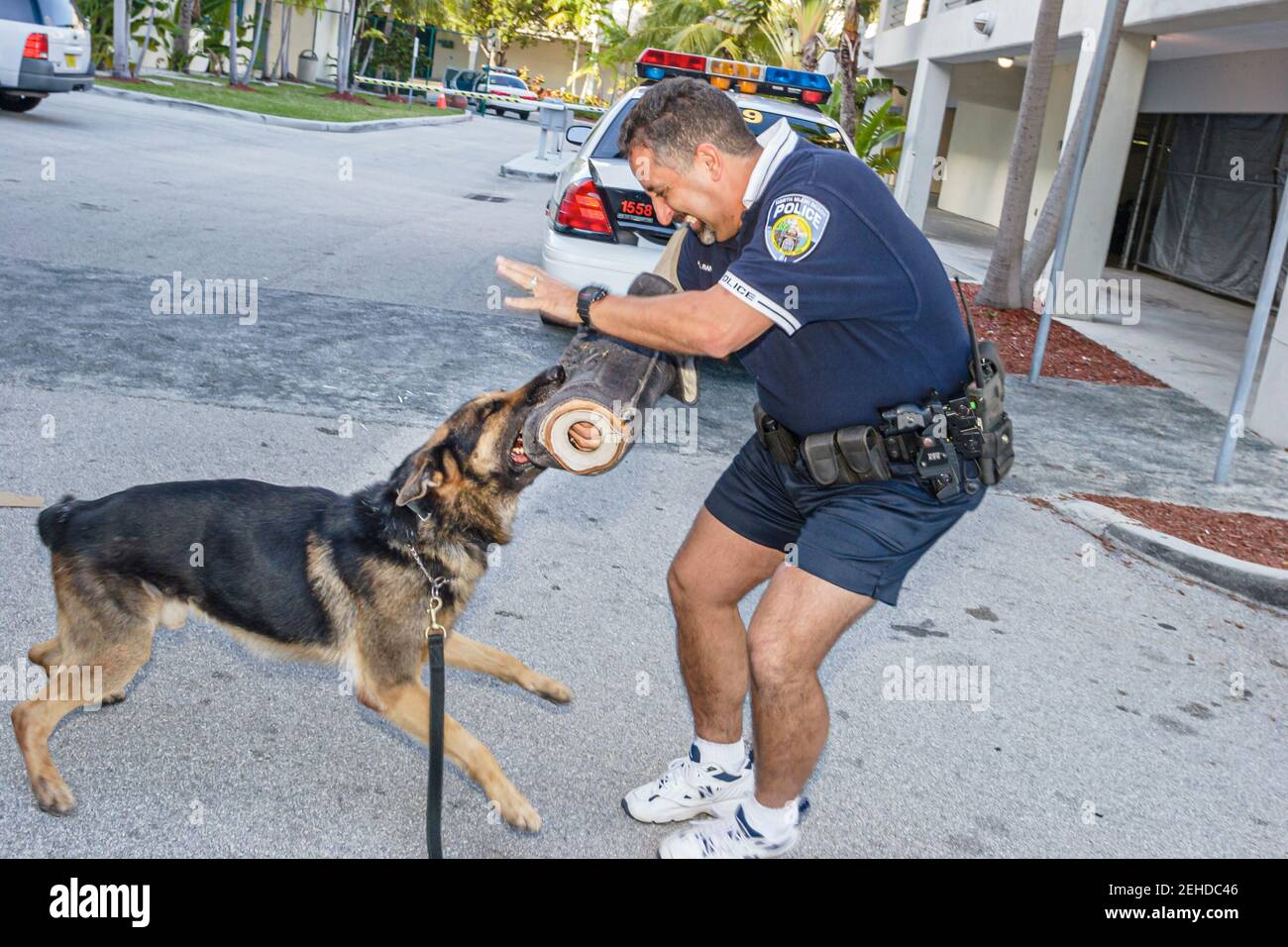 North Miami Beach Florida, Departamento de Policía, policía trabajando perro de policía atacando entrenamiento, Foto de stock