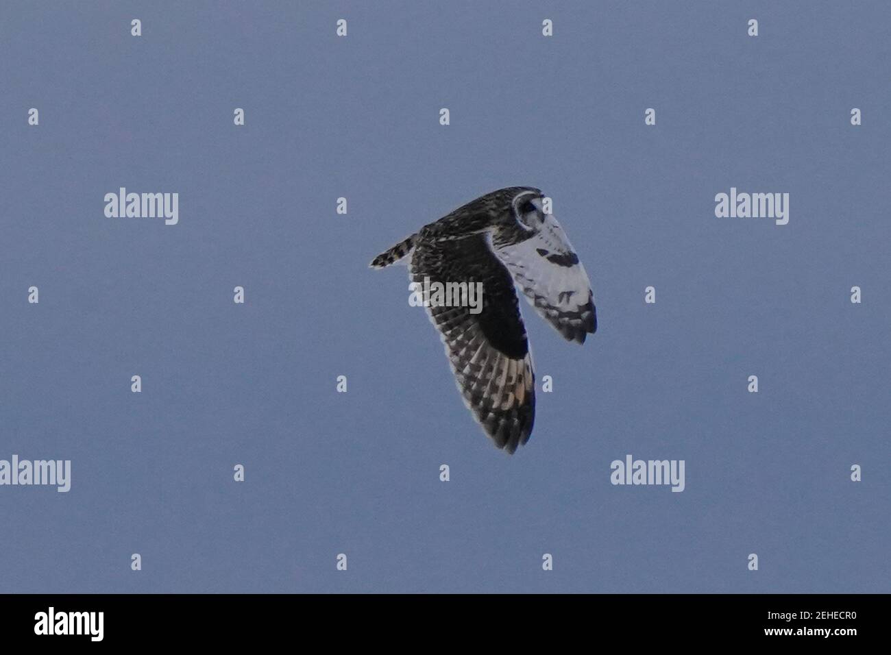 Aves de corta altura volando y cazando Foto de stock