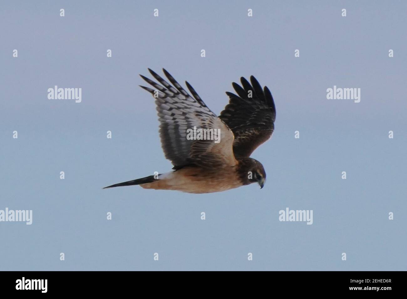Caza de halcón Harrier en territorio de búhos Foto de stock
