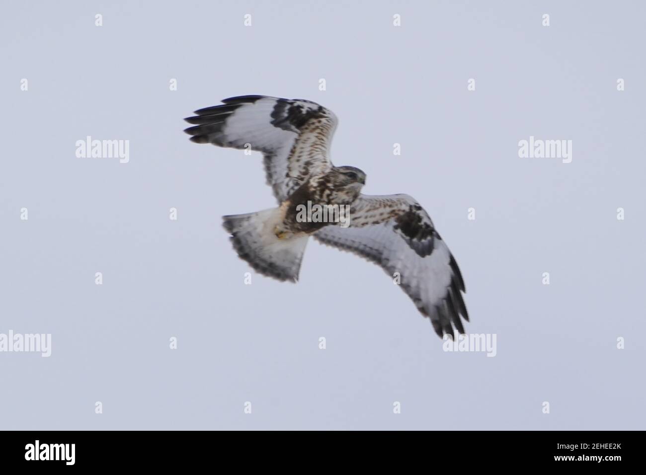 Halcones de patas ásperas persiguiendo y volando en invierno Foto de stock
