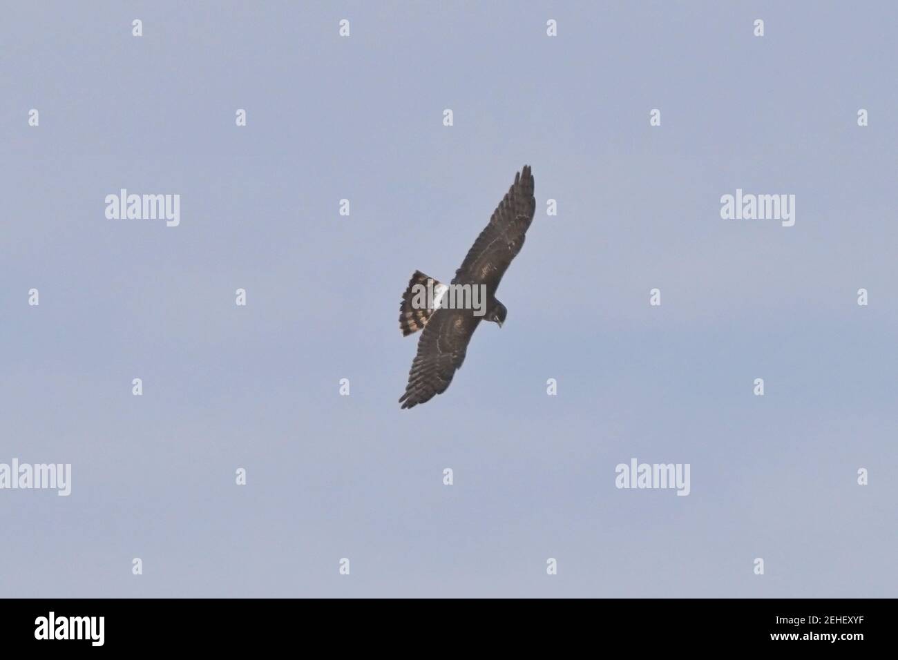 Harrier Hawks caza en invierno Foto de stock