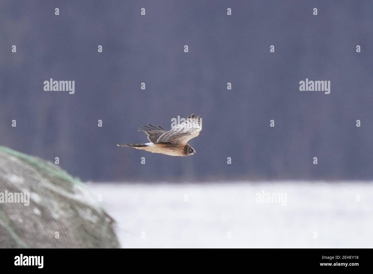 Harrier Hawks caza en invierno Foto de stock