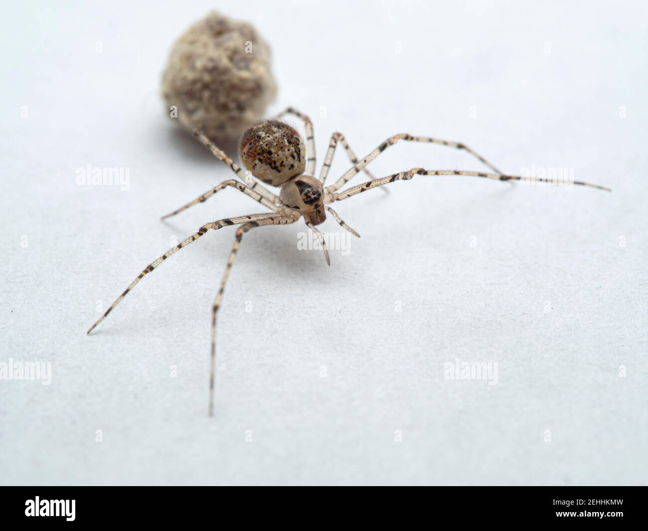 Araña pequeña y atractiva de tela de araña femenina, especie Theridiidae, sobre una mesa blanca que protege su saco de huevo. Ladner, Delta, Columbia Británica, Canadá. También Foto de stock
