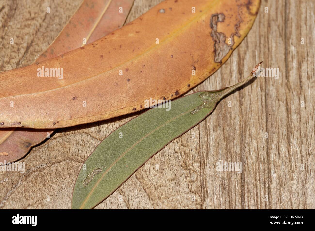 Hoja seca de eucalipto fotografías e imágenes de alta resolución Alamy