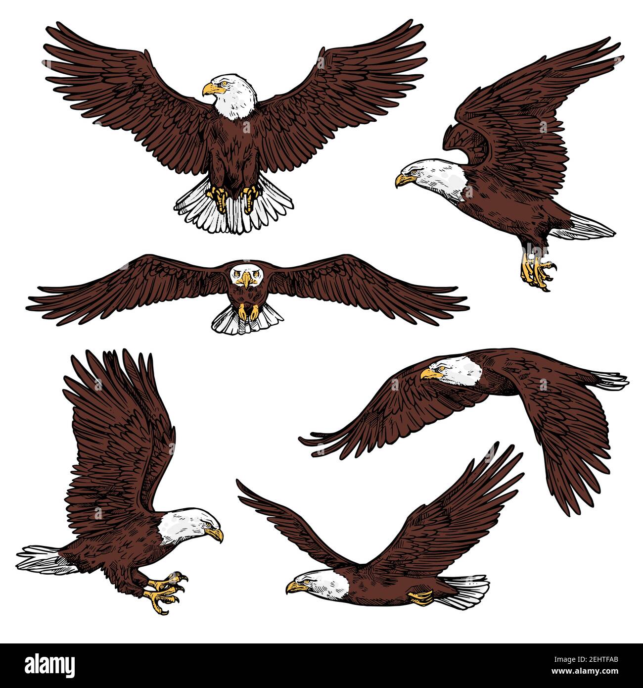 Iconos de águila calva volando con las alas extendidas vista frontal y  lateral. Aves vectoriales de presa o aves rapaces, buitre de águila  raptora, halcón o halcón para ornit Imagen Vector de