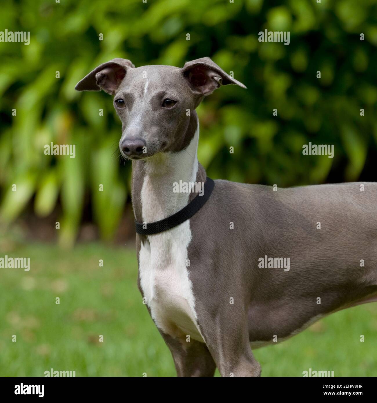 Perro Greyhound italiano Fotografía de stock - Alamy