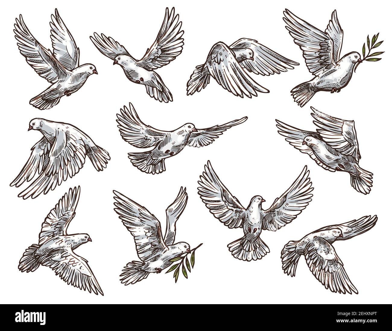 el plastico George Eliot Física Paloma de paz con bocetos de vector de rama de olivo de aves de palomas  blancas voladoras. Diseño de símbolos de religión, libertad y espíritu  santo Imagen Vector de stock - Alamy