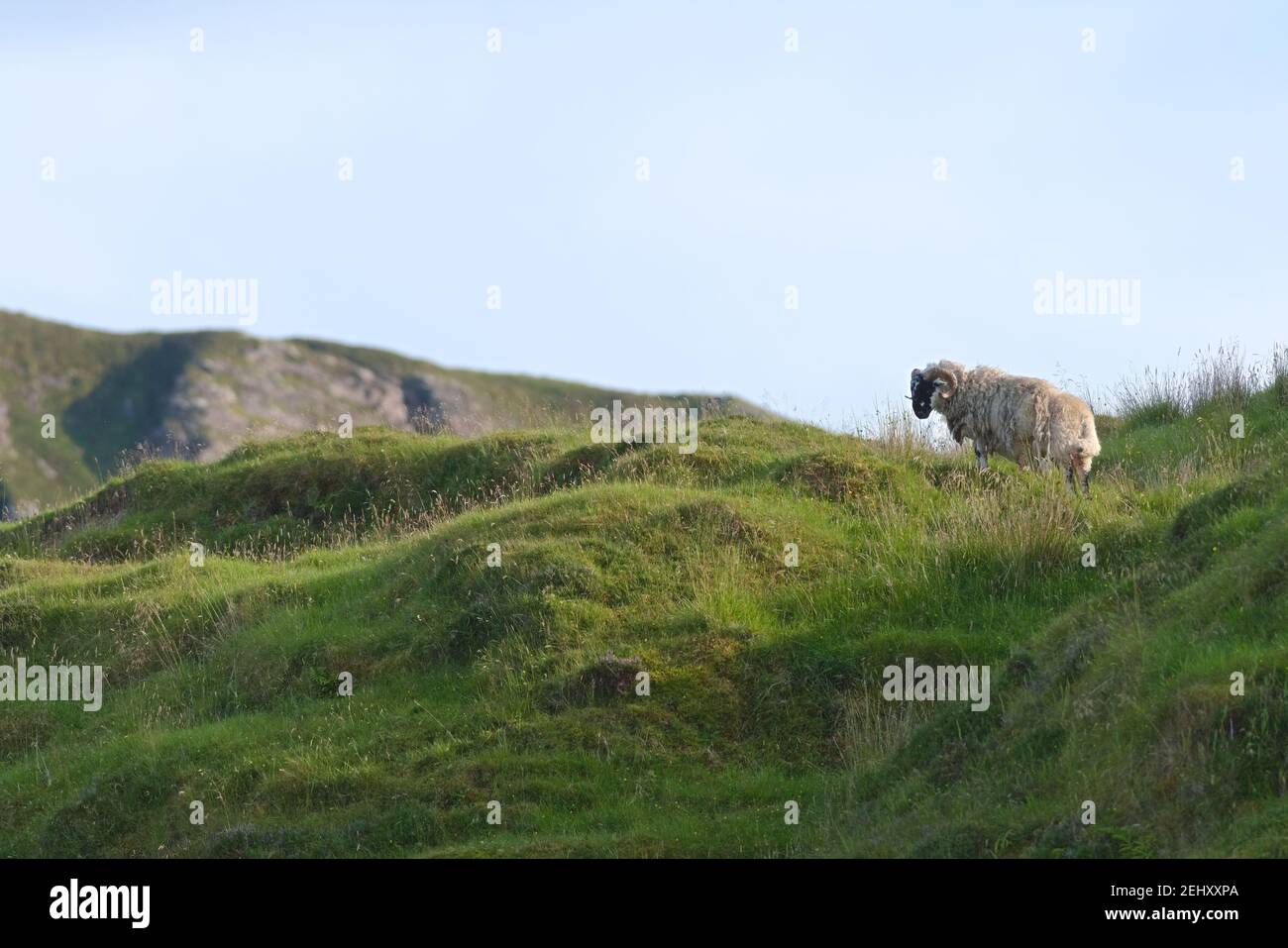 La luz del sol de la noche ilumina a esta oveja blanca con cuernos rizos, ya que se ve a la izquierda de la cima de una colina verde. Espacio de copia y el tiempo soleado sobre hierba larga Foto de stock