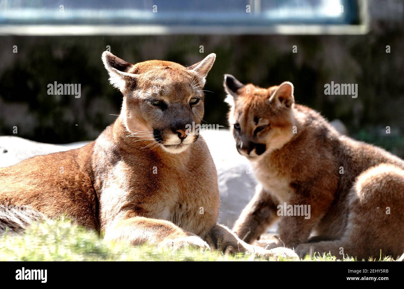 Shanghái. 20 de febrero de 2021. Foto tomada el 20 de febrero de 2021  muestra puma 'Leiwa' y su madre en el zoológico de Shanghai, Shanghai, en  el este de China. Recientemente,