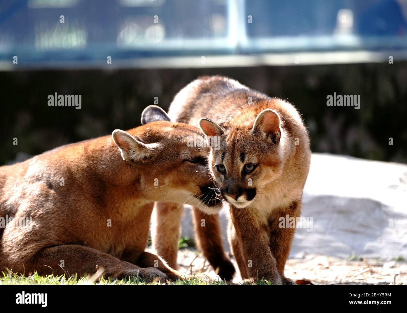 Shanghái. 20 de febrero de 2021. Foto tomada el 20 de febrero de 2021  muestra puma 'Leiwa' y su madre en el zoológico de Shanghai, Shanghai, en  el este de China. Recientemente,