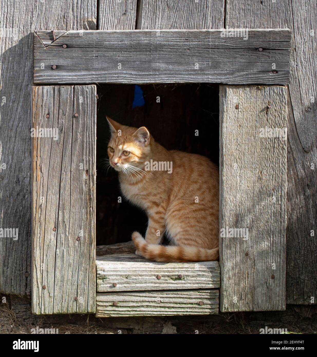 un gato amarillo en un marco de madera Foto de stock