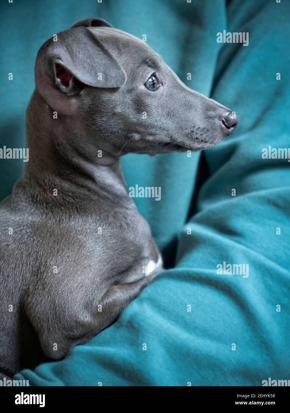 galgo italiano cervatillo azul