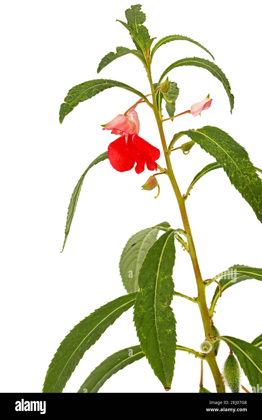 Flor escarlata de Impatiens balsamina, jardín balsam jewelweed touch-me-not  planta, aislada sobre fondo blanco Fotografía de stock - Alamy
