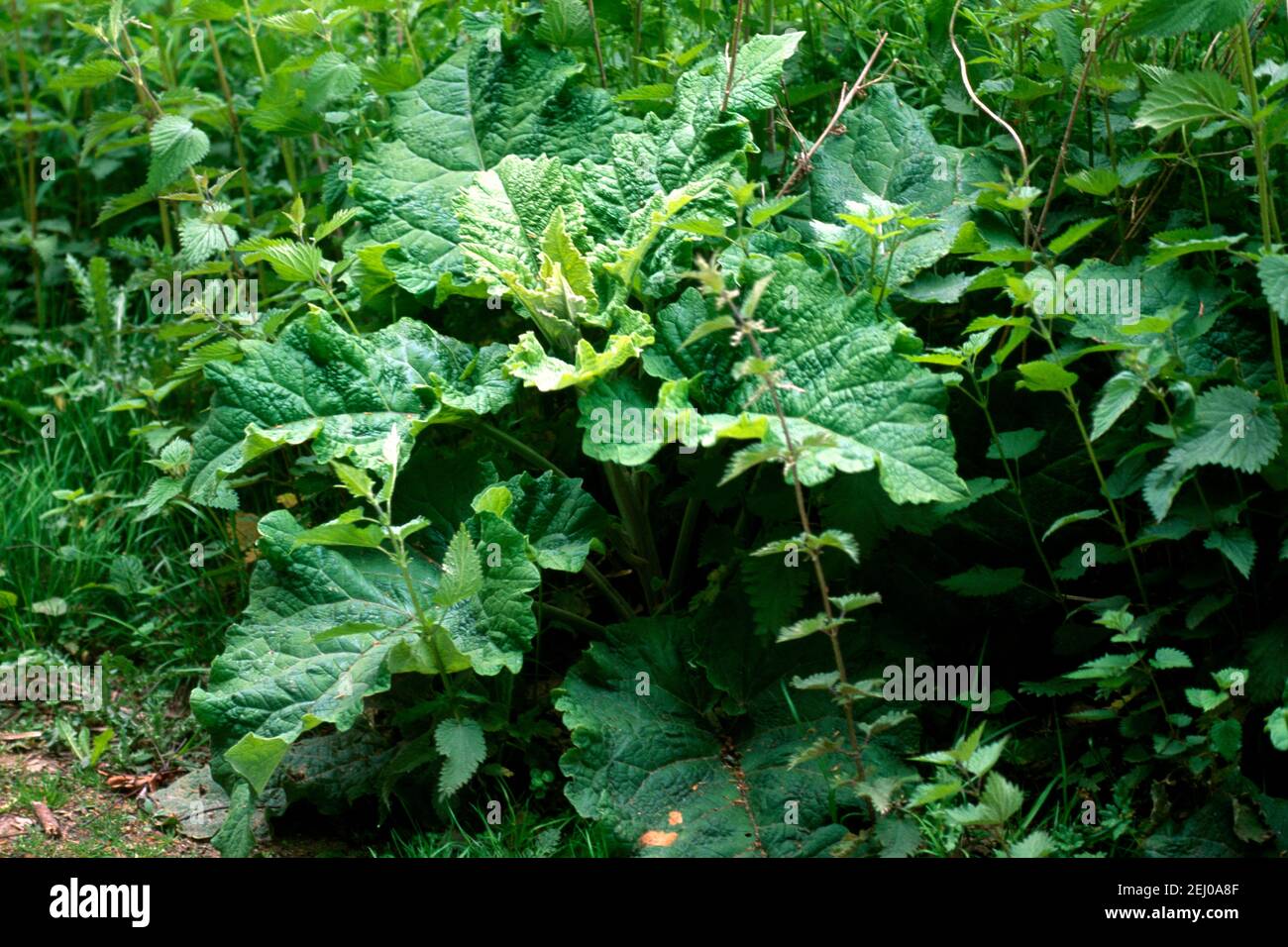 Hojas de muelle ancho fotografías e imágenes de alta resolución Alamy