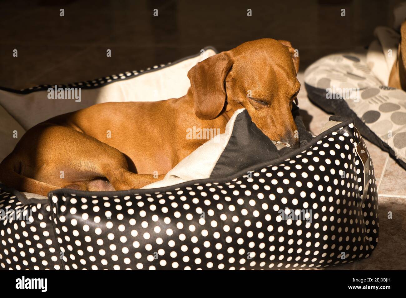 Hermoso perro de cachshund pubred, también llamado un teckel, perro vienés,  o perro de salchicha, siesta en una cama de perro. Perro durmiendo  Fotografía de stock - Alamy