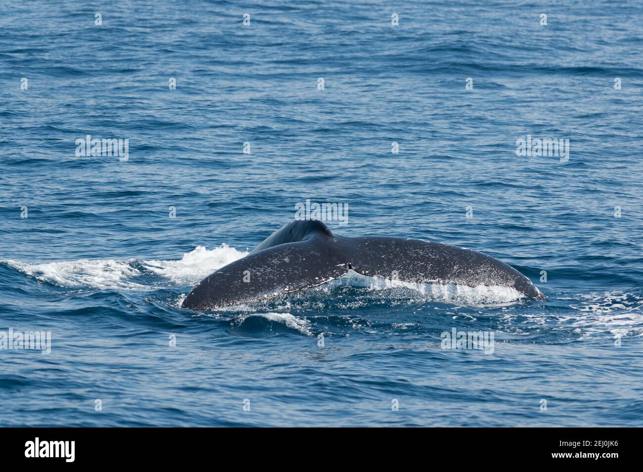 Observación de ballenas jorobadas, Bahía Merimbula, Nueva Gales del Sur, Australia. Foto de stock