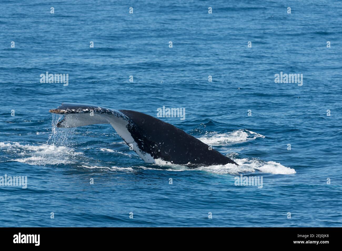 Observación de ballenas jorobadas, Bahía Merimbula, Nueva Gales del Sur, Australia. Foto de stock