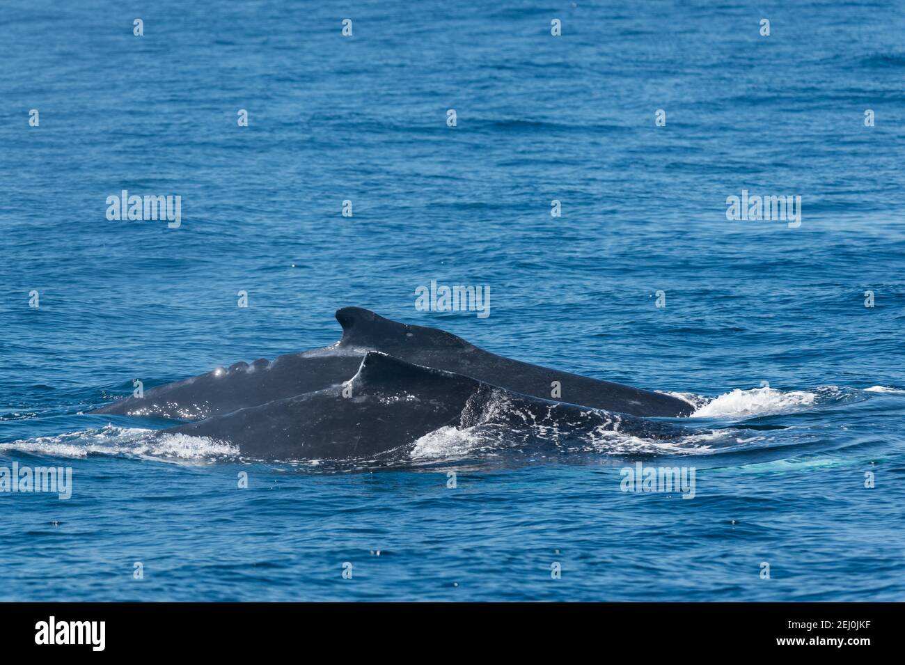 Observación de ballenas jorobadas, Bahía Merimbula, Nueva Gales del Sur, Australia. Foto de stock