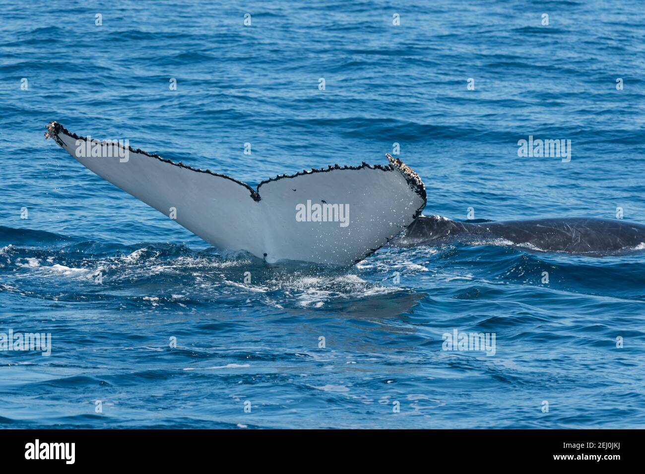 Observación de ballenas jorobadas, Bahía Merimbula, Nueva Gales del Sur, Australia. Foto de stock