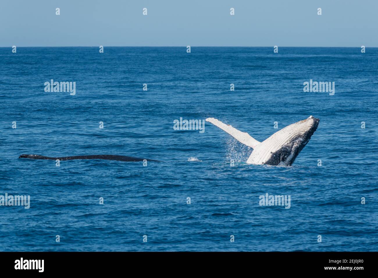 Observación de ballenas jorobadas, Bahía Merimbula, Nueva Gales del Sur, Australia. Foto de stock