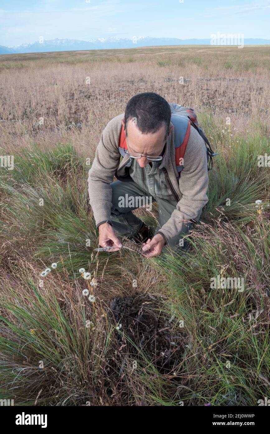 Jeff Fields, Gerente de Programa de la Reserva Zumwalt Prairie de TNC, inspeccionando una matanza de aves, Oregon. Foto de stock