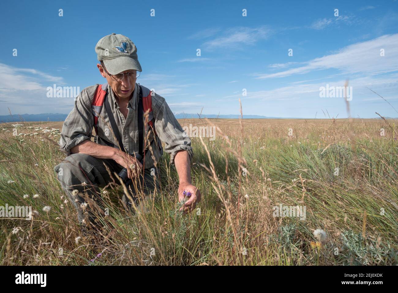 Jeff Fields, Gerente de Programa de la Reserva Zumwalt Prairie de TNC en Oregon, inspeccionando las condiciones de la Reserva. Foto de stock