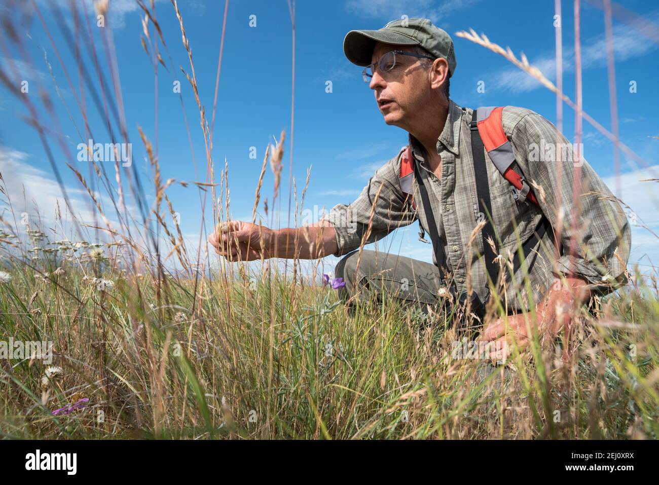 Jeff Fields, Gerente de Programa de la Reserva Zumwalt Prairie de TNC en Oregon, inspeccionando las condiciones de la Reserva. Foto de stock