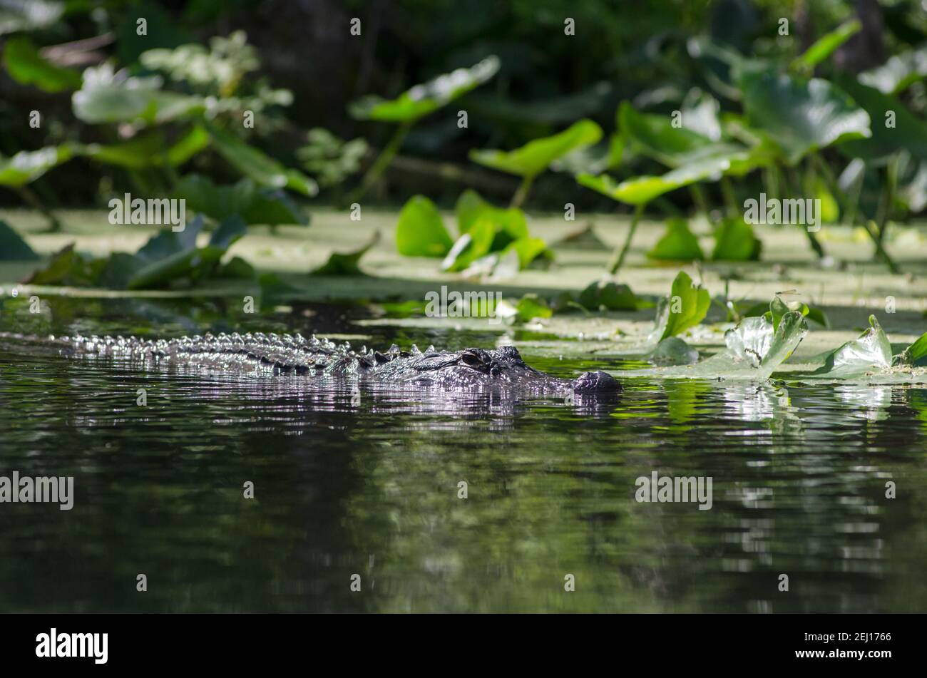 Un cocodrilo americano nadando a lo largo de los lilly Pads en el río Silver en Silver Springs State Park, Florida, Estados Unidos Foto de stock