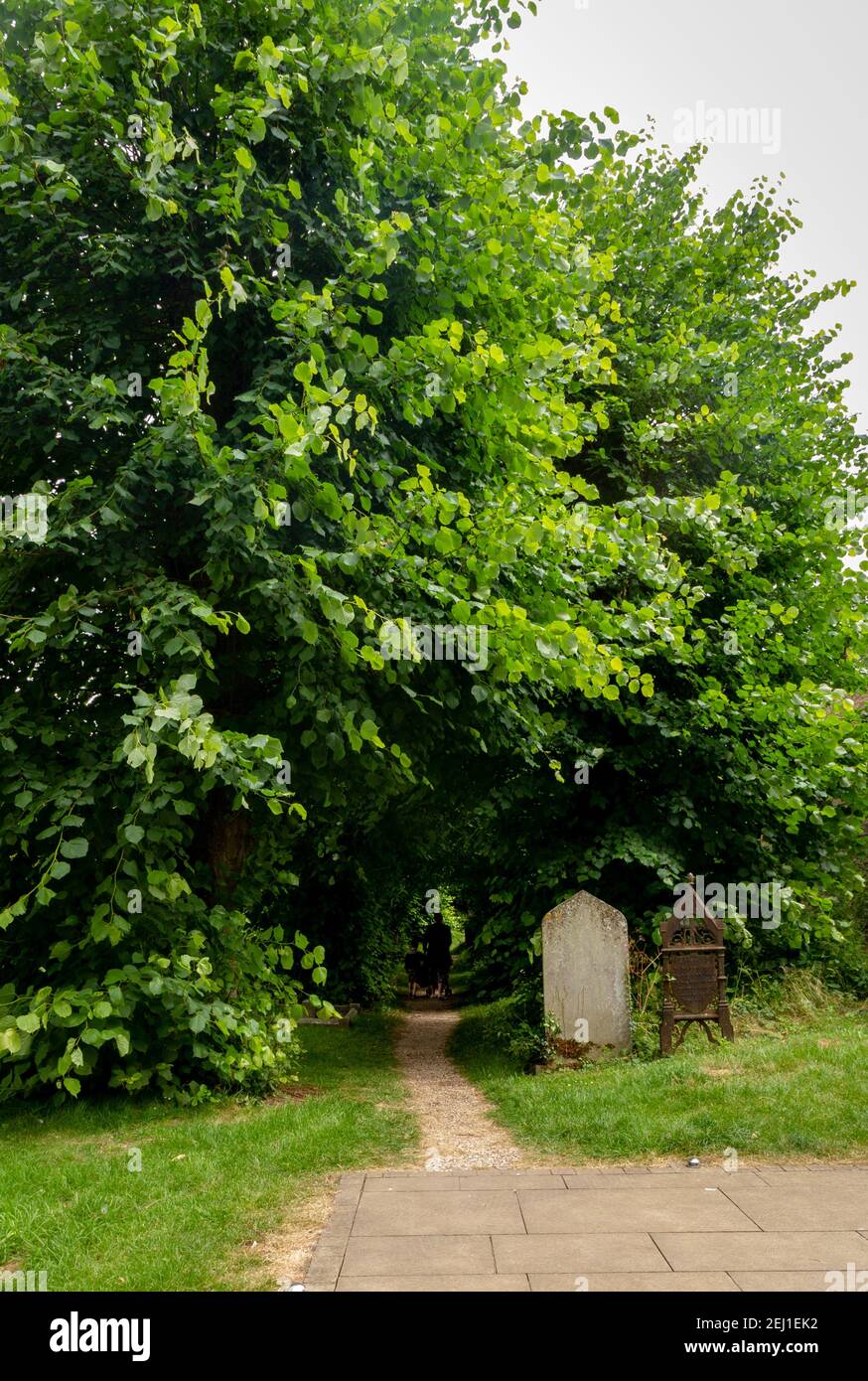 Vista posterior de una mujer y un niño que caminan bajo el los árboles Foto de stock