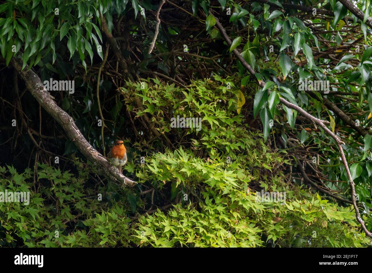 Un robo persiguiendo en una rama rodeada de hojas Foto de stock