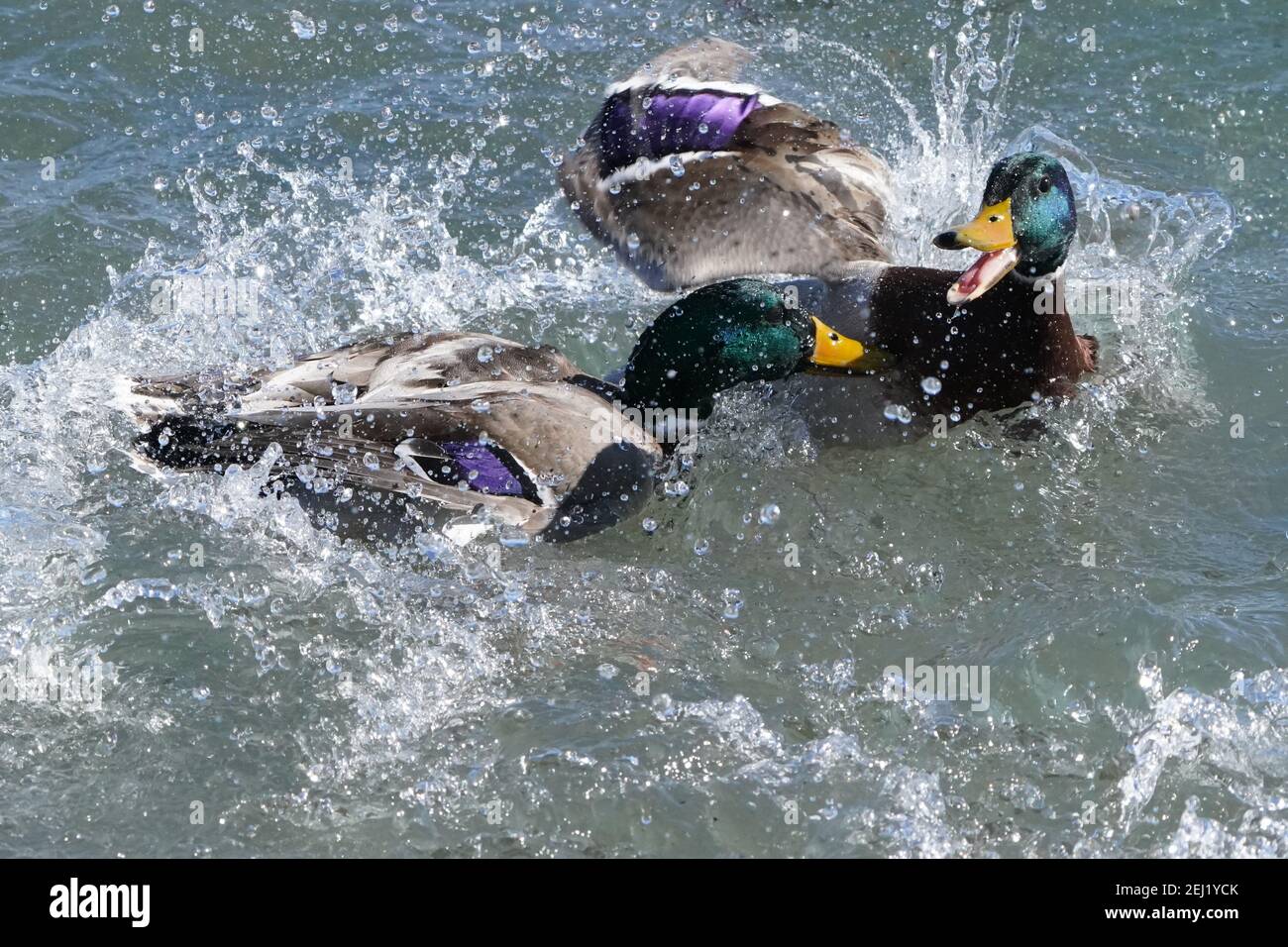 Luchando contra Mallard drakes en el agua, atacando de manera maliciosa Foto de stock
