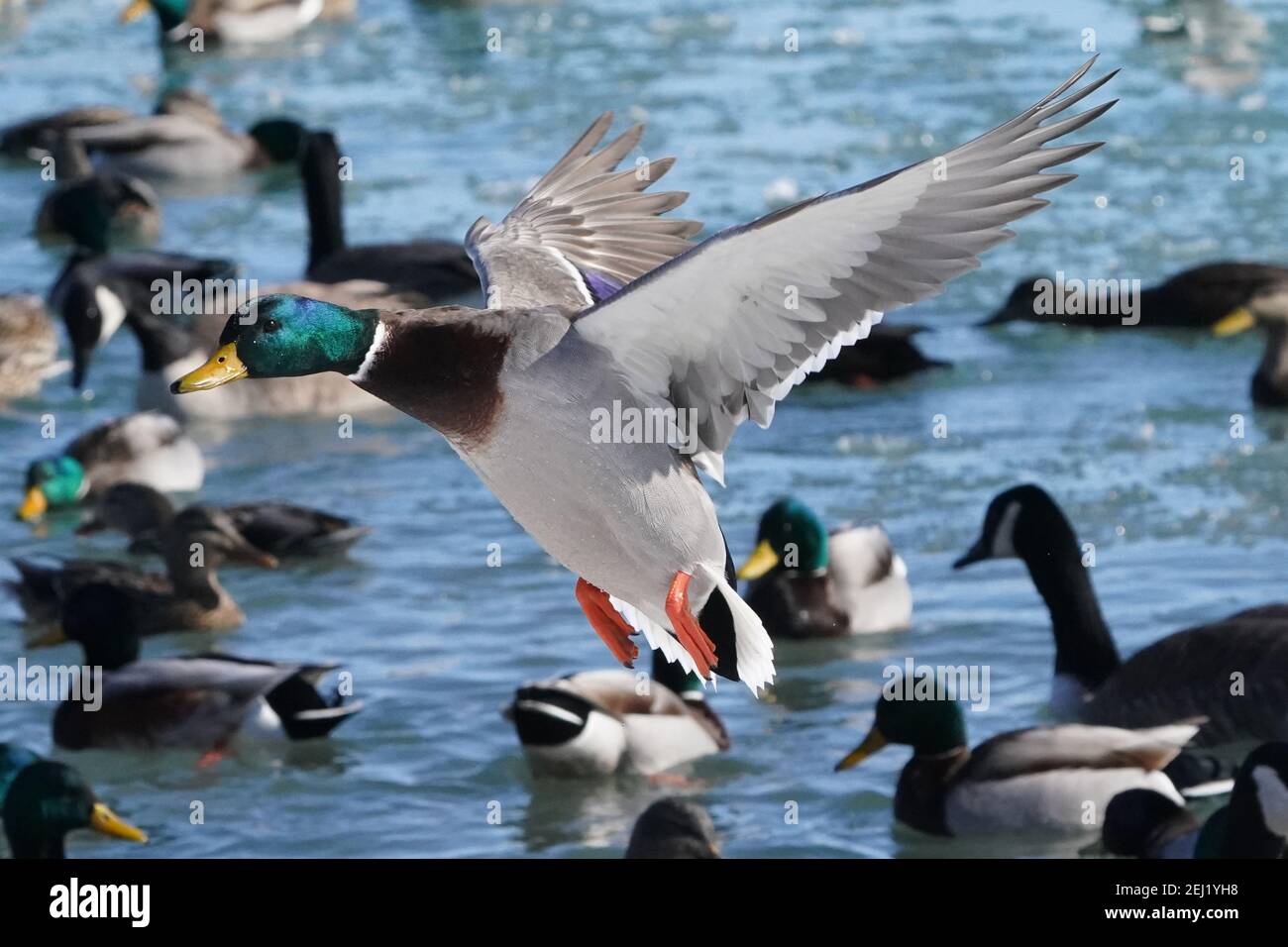 Patos de Mallard en el lago en invierno volando o volando Foto de stock