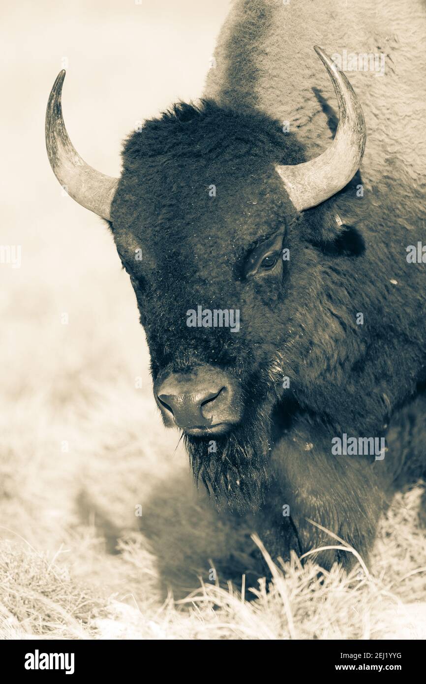 American Bison en el retrato salvaje sepia tono vintage Foto de stock