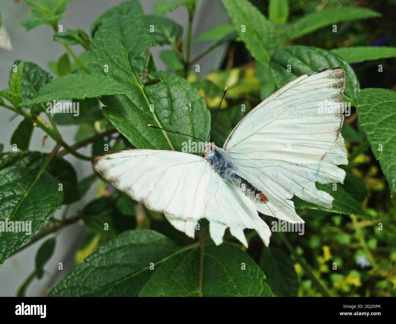 Mariposa blanca grande en planta Foto de stock