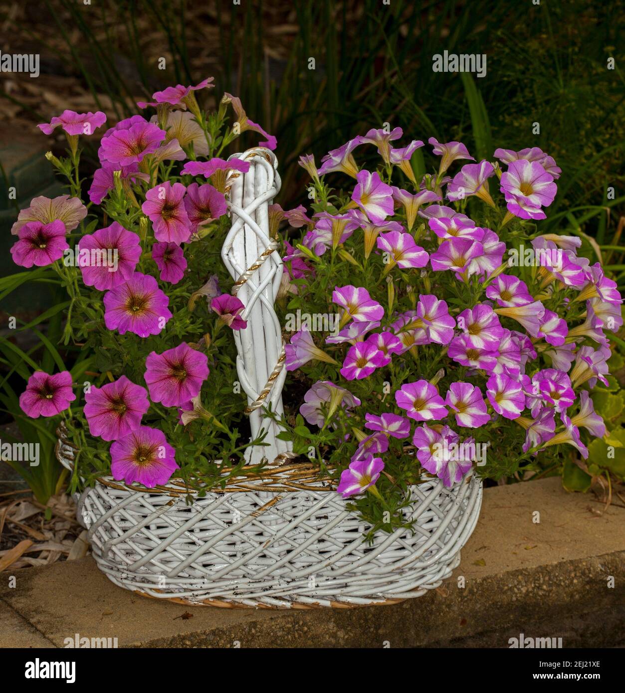 Contenedor de jardinería, masa de hermosas petunias de color rosa vivo y blanco floreciendo en un reciclado en gran cesta de mimbre blanco Foto de stock