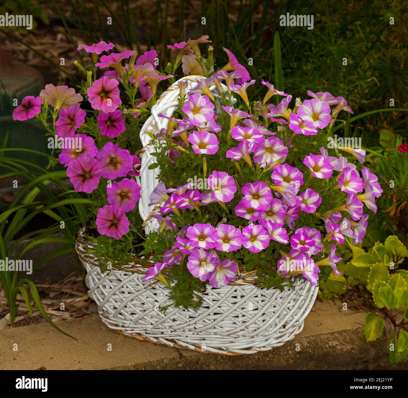 Contenedor de jardinería, masa de hermosas petunias de color rosa vivo y blanco floreciendo en un reciclado en gran cesta de mimbre blanco Foto de stock