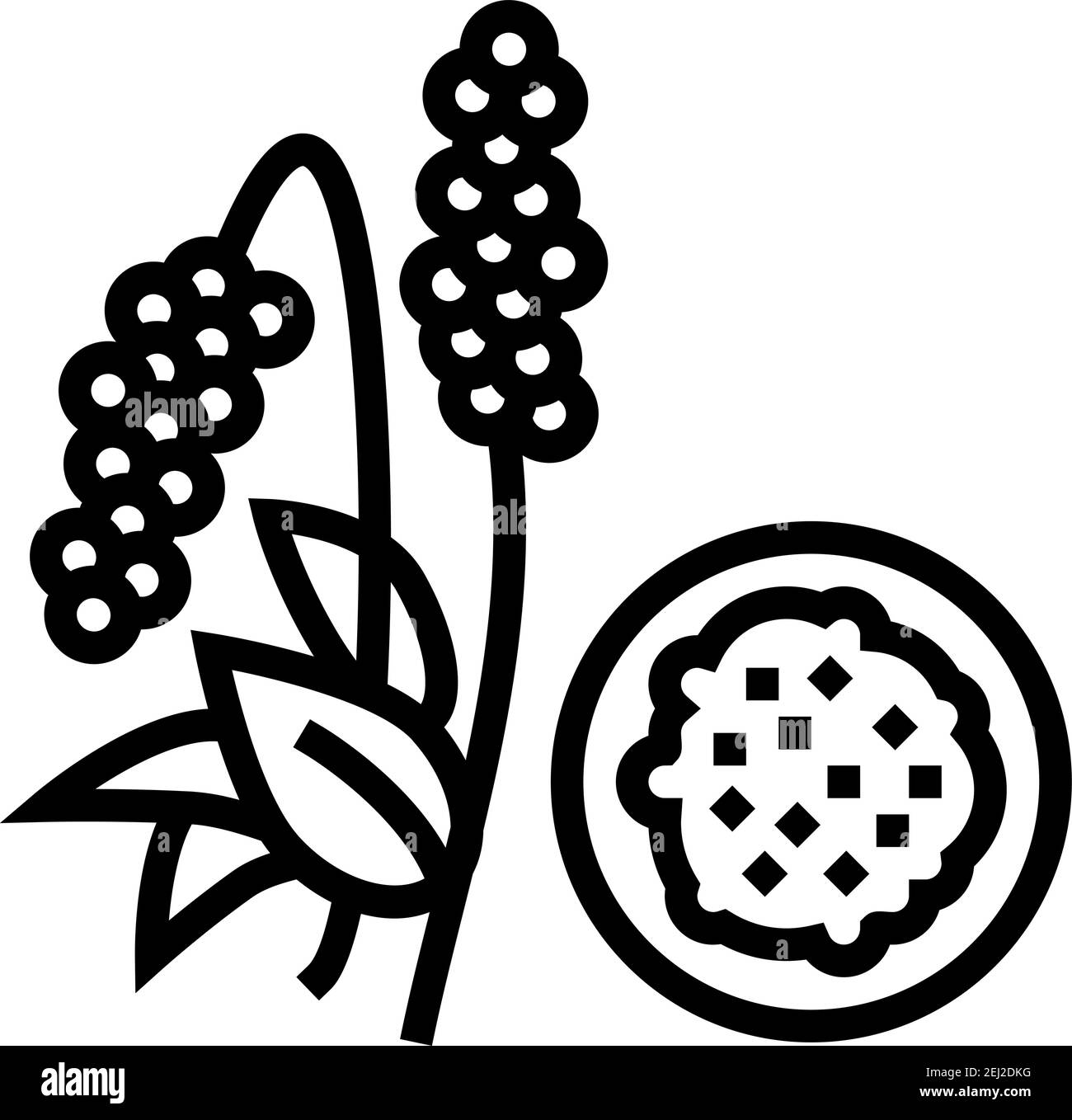 ilustración de vector de icono de línea de grañito de amaranto Imagen  Vector de stock - Alamy