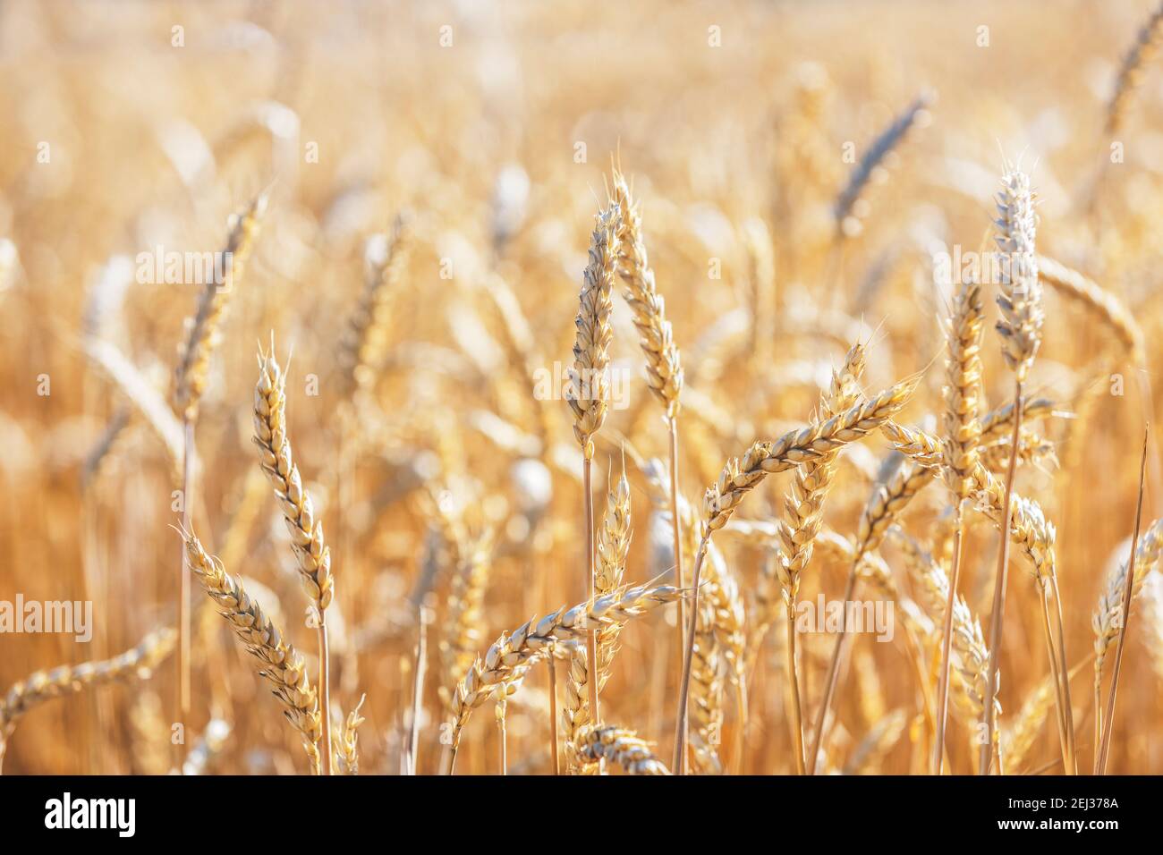 Campo de centeno de trigo, cerca de las orejas de trigo. Concepto de cosecha y cosecha. Cebada madura en el campo a finales del verano por la mañana, luz de fondo del amanecer, shal Foto de stock