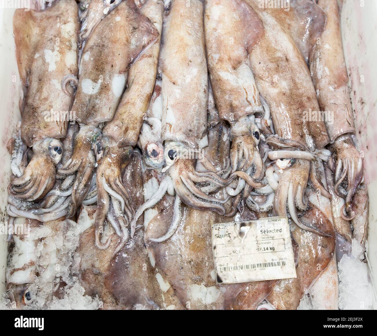 Calamares recién desembarcados en una caja a la venta en un mercado de pescado Foto de stock