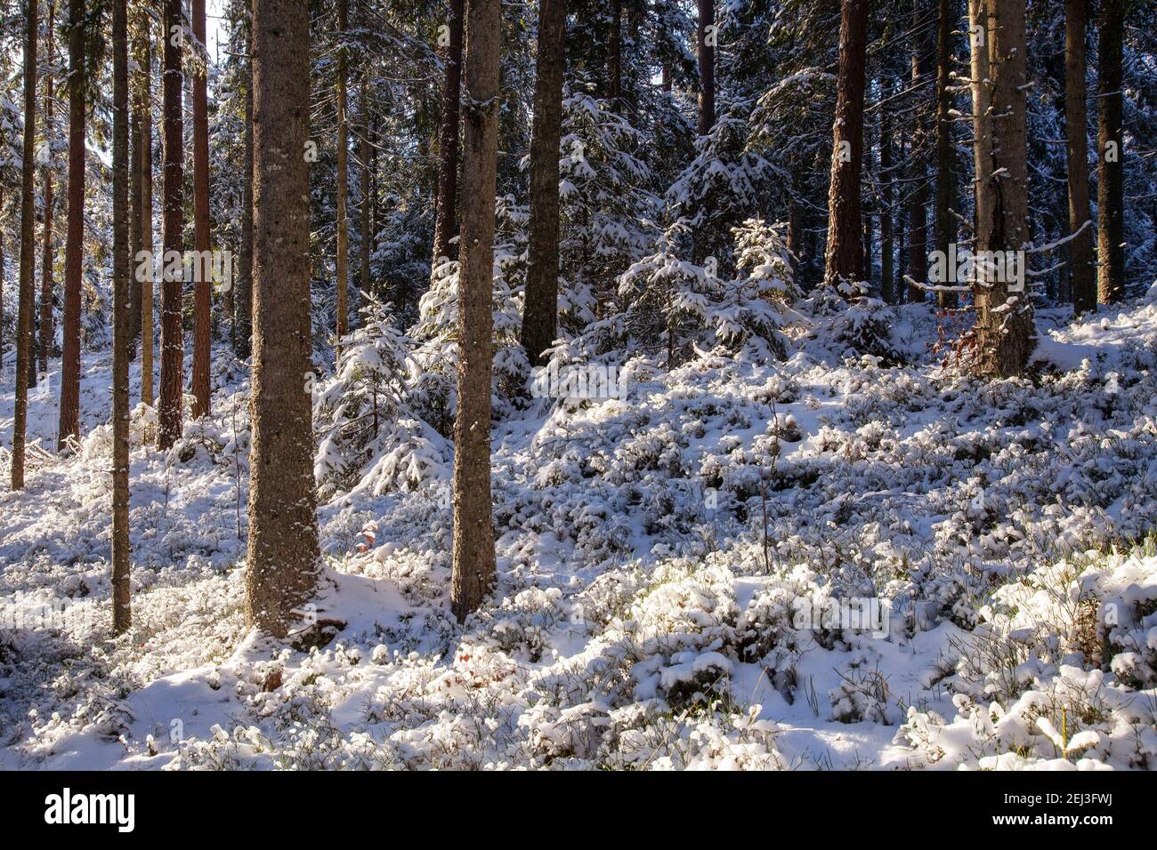 Hermoso bosque boeal cubierto de nieve durante un soleado día de invierno en la naturaleza estonia. Foto de stock