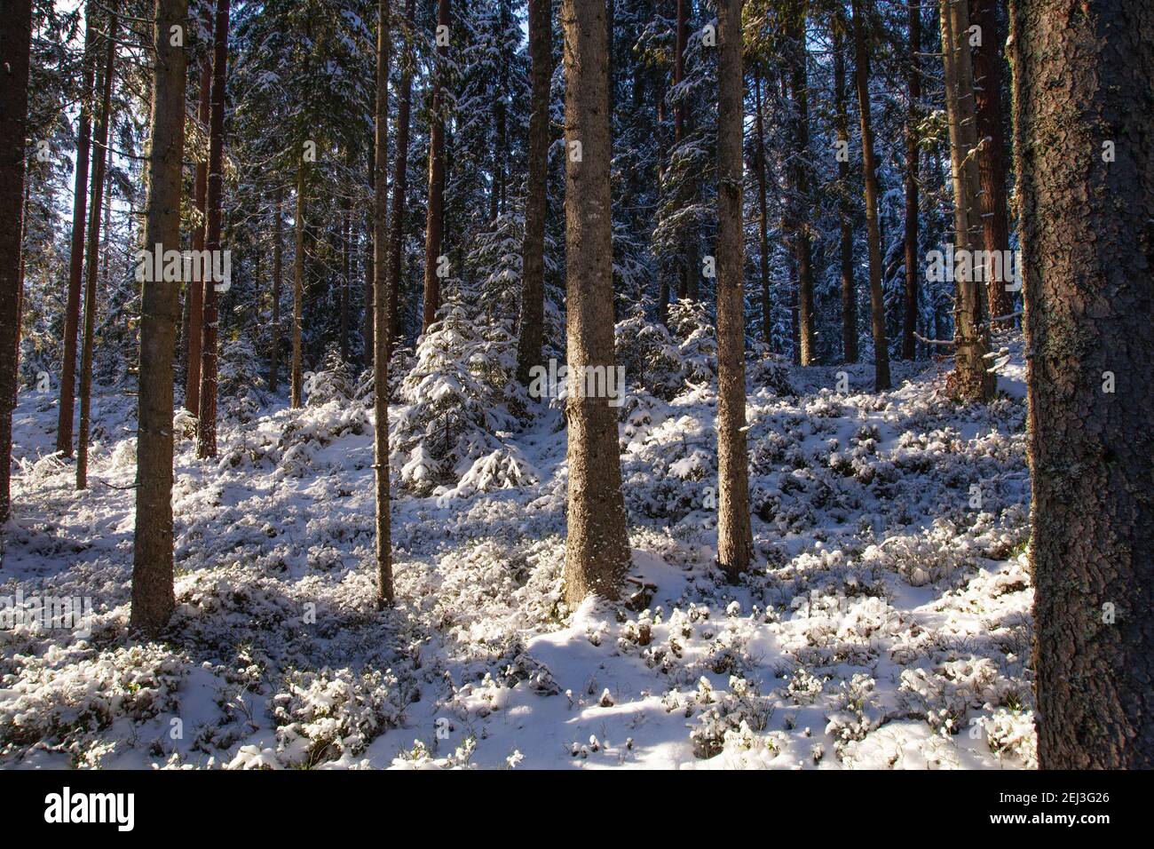 Hermoso bosque boeal cubierto de nieve durante un soleado día de invierno en la naturaleza estonia. Foto de stock