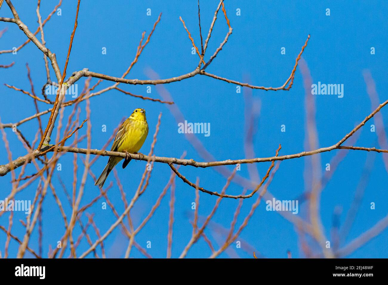 Un martillo de color amarillo en una rama en la primavera Foto de stock