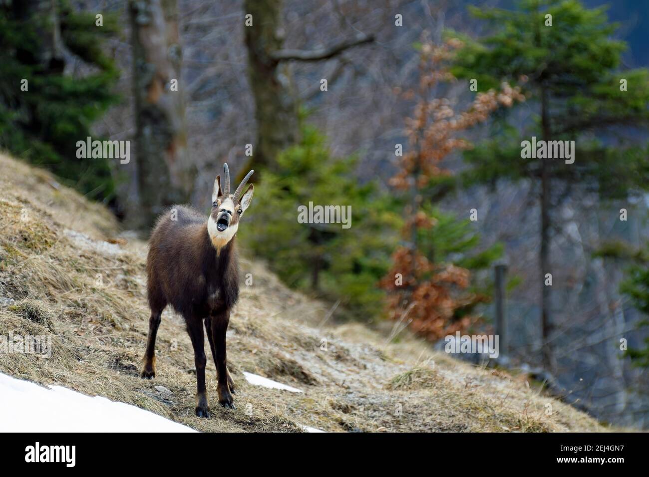 Gamuza alpina, gamuza (Rupicapra rupicapra) sangrando, boca abierta, lengua visible, ojos salientes, en el cabello de invierno, de pie en la pradera de montaña Foto de stock