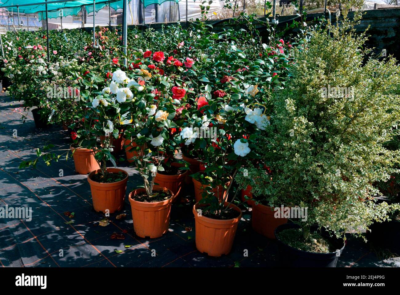 Invernadero con camelias (Camellia japonica), cultivo de camelias,  Jardinería, Ticino, Suiza Fotografía de stock - Alamy